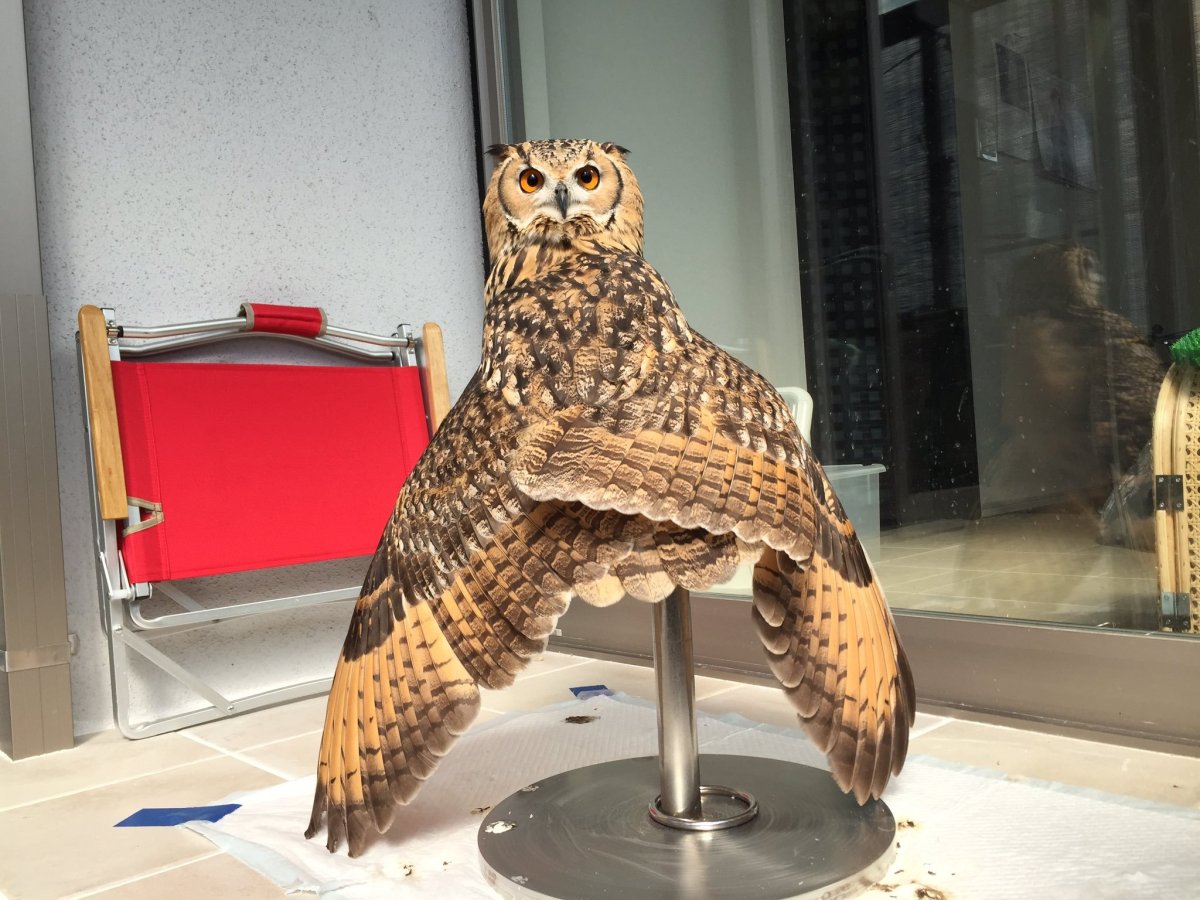 Самый большой Филин