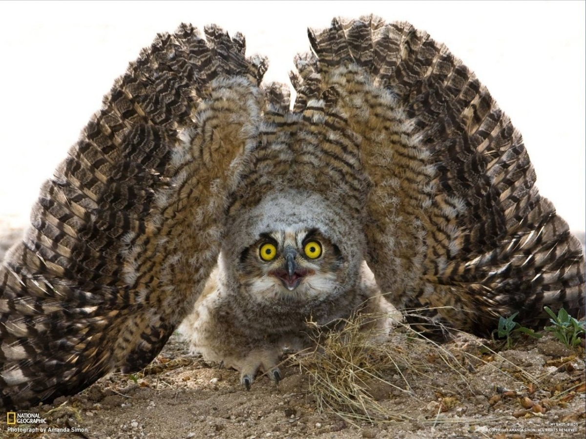 Самая большая Сова