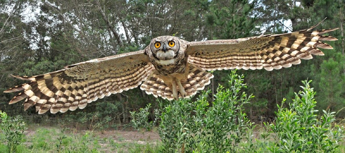 Филин Смоленской области