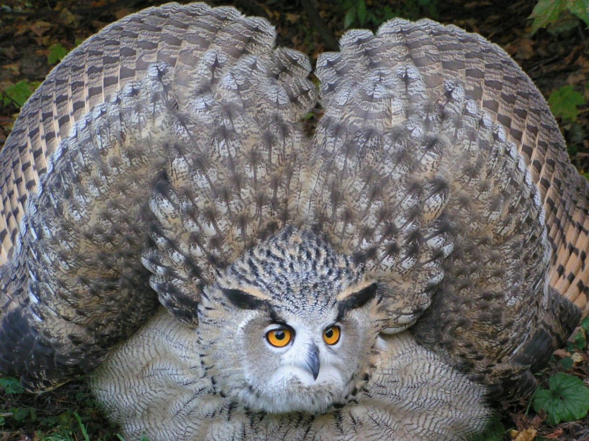 Огромная Сова