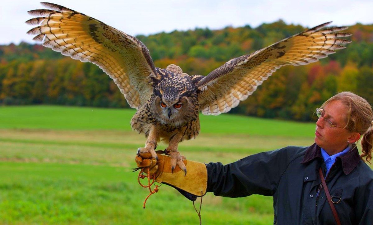 Филин размах крыльев