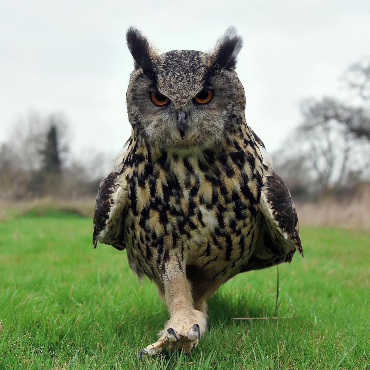 Евразийский Филин