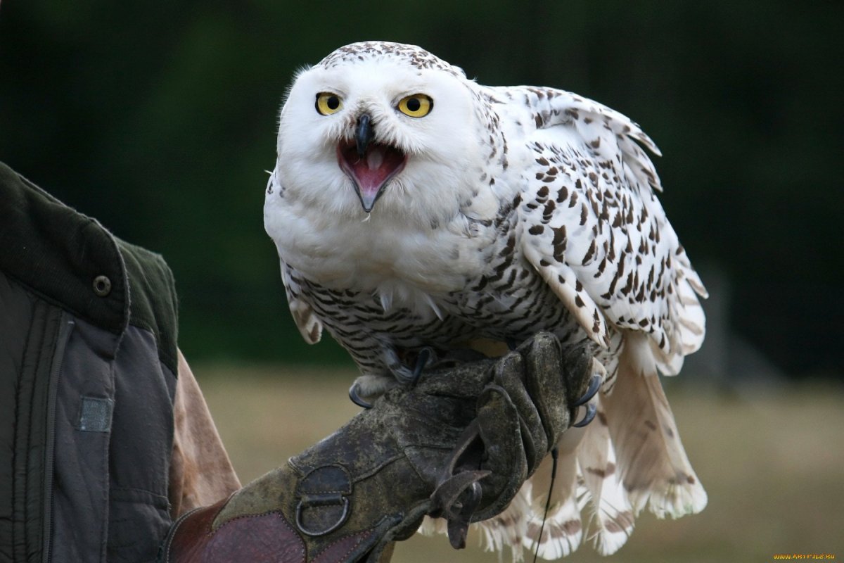 Полярная Сова с открытым клювом