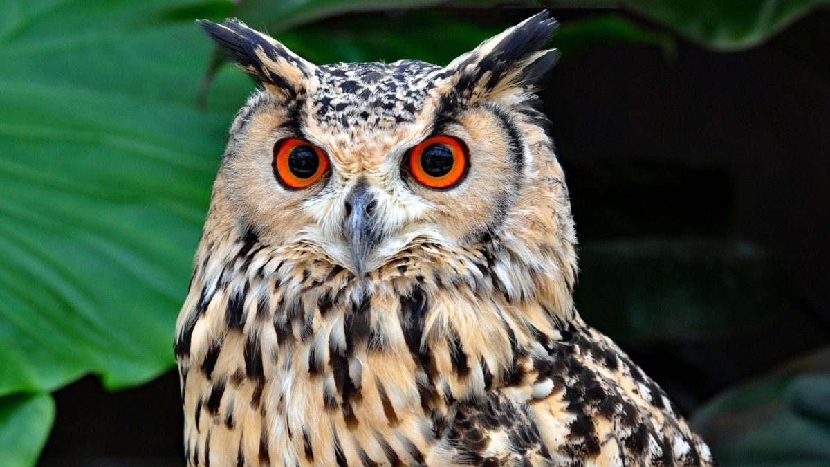 Сычик Гарри Поттер