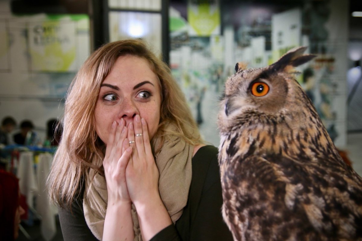 Филин обыкновенный размах крыльев