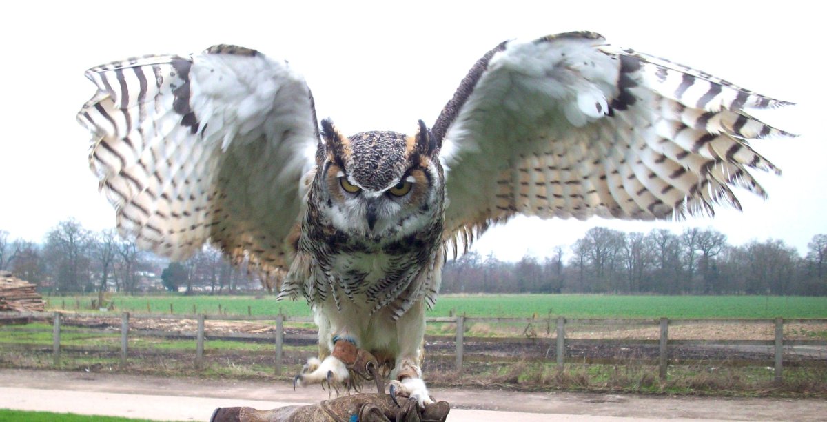 Полярная Сова строение тела