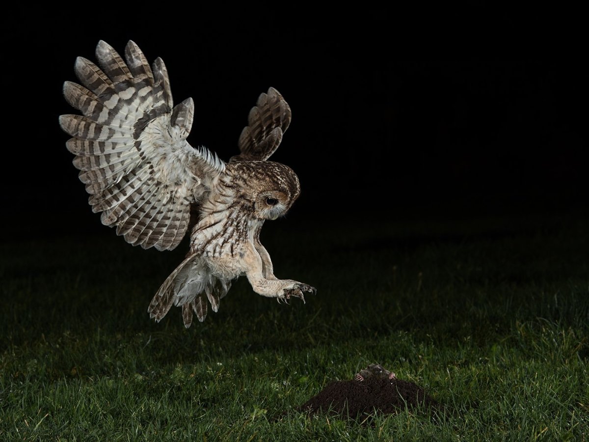 Настоящий Филин