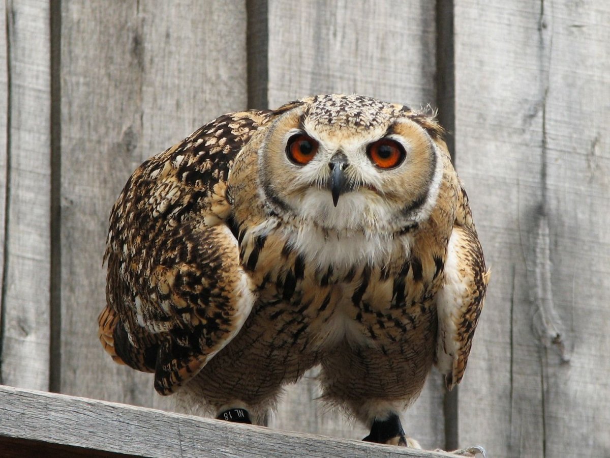 Новозеландская Сова-хохотунья