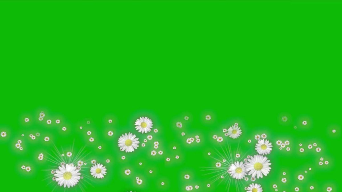 Цветы хромакей для видеомонтажа