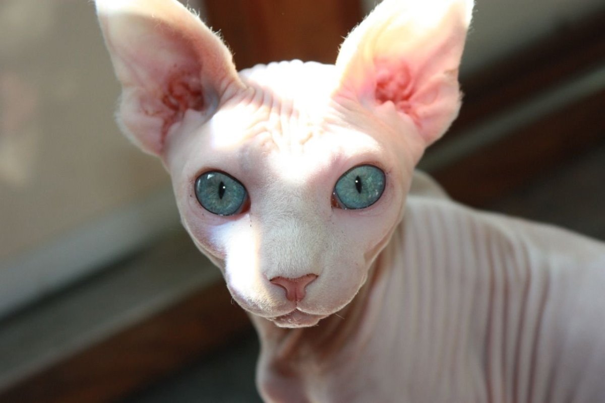 Сфинкс с голубыми глазами