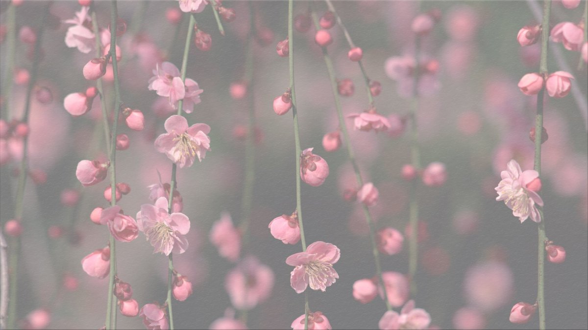 Сирень Эстетика