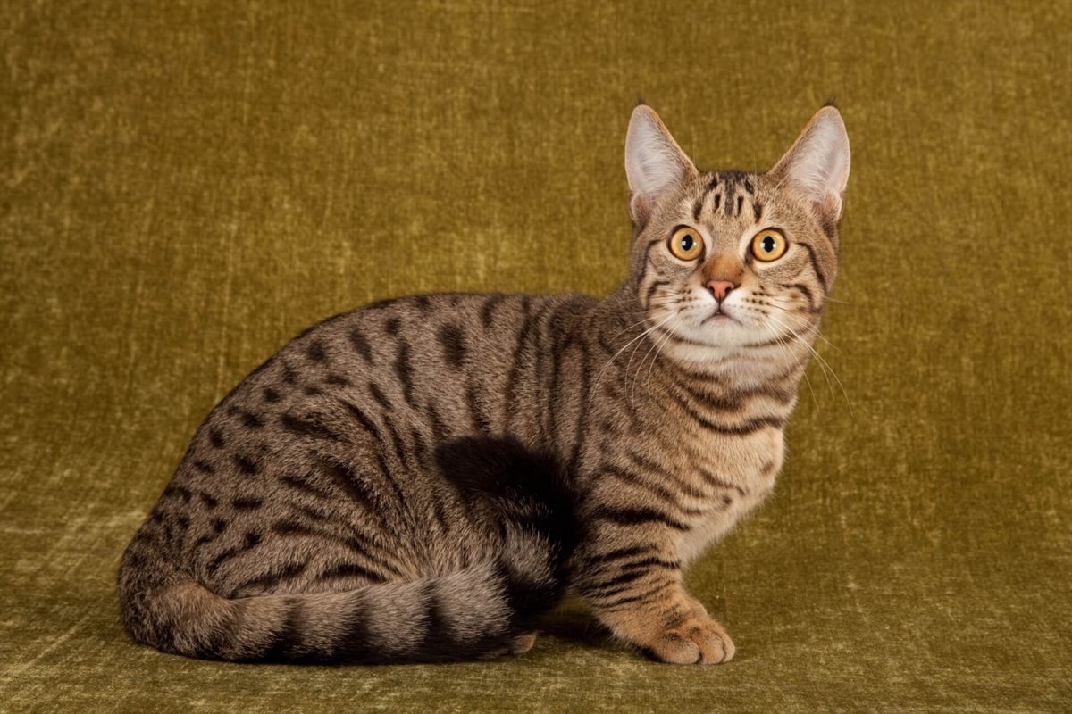 Цвет табби у кошек