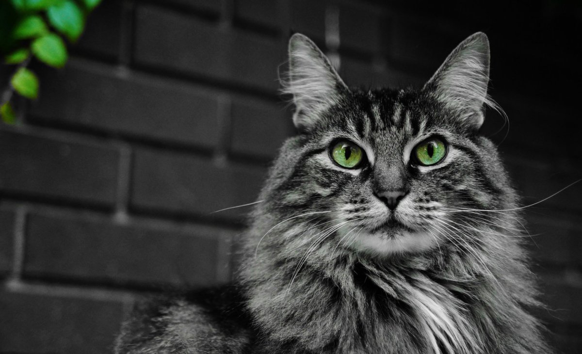 Коты с зелеными глазами