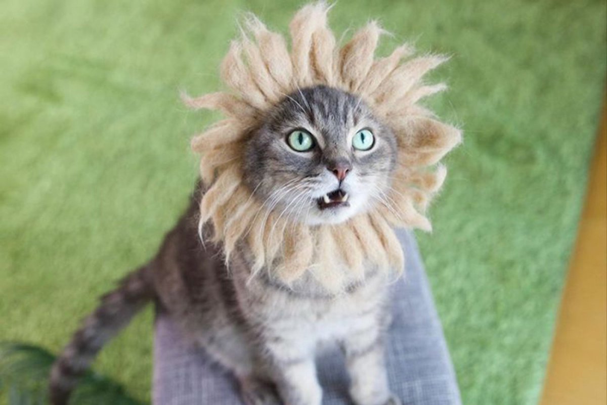 Шапочка из кошачьей шерсти