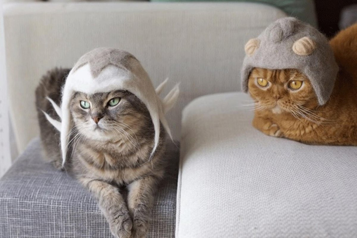 3д кошка в Японии