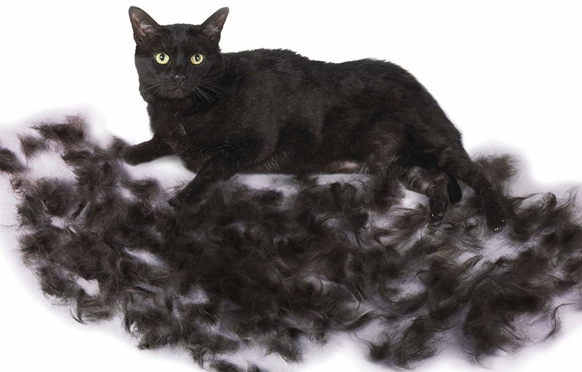 Британские котята шерсть