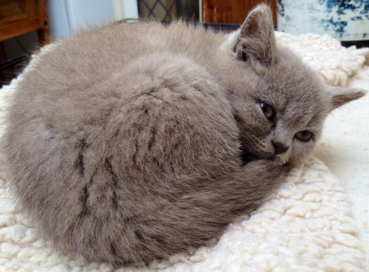 Кот в шляпе