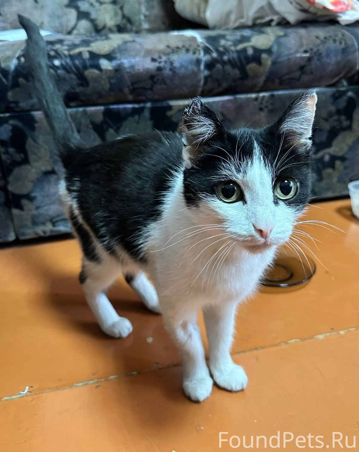 Валяная кошка из шерсти