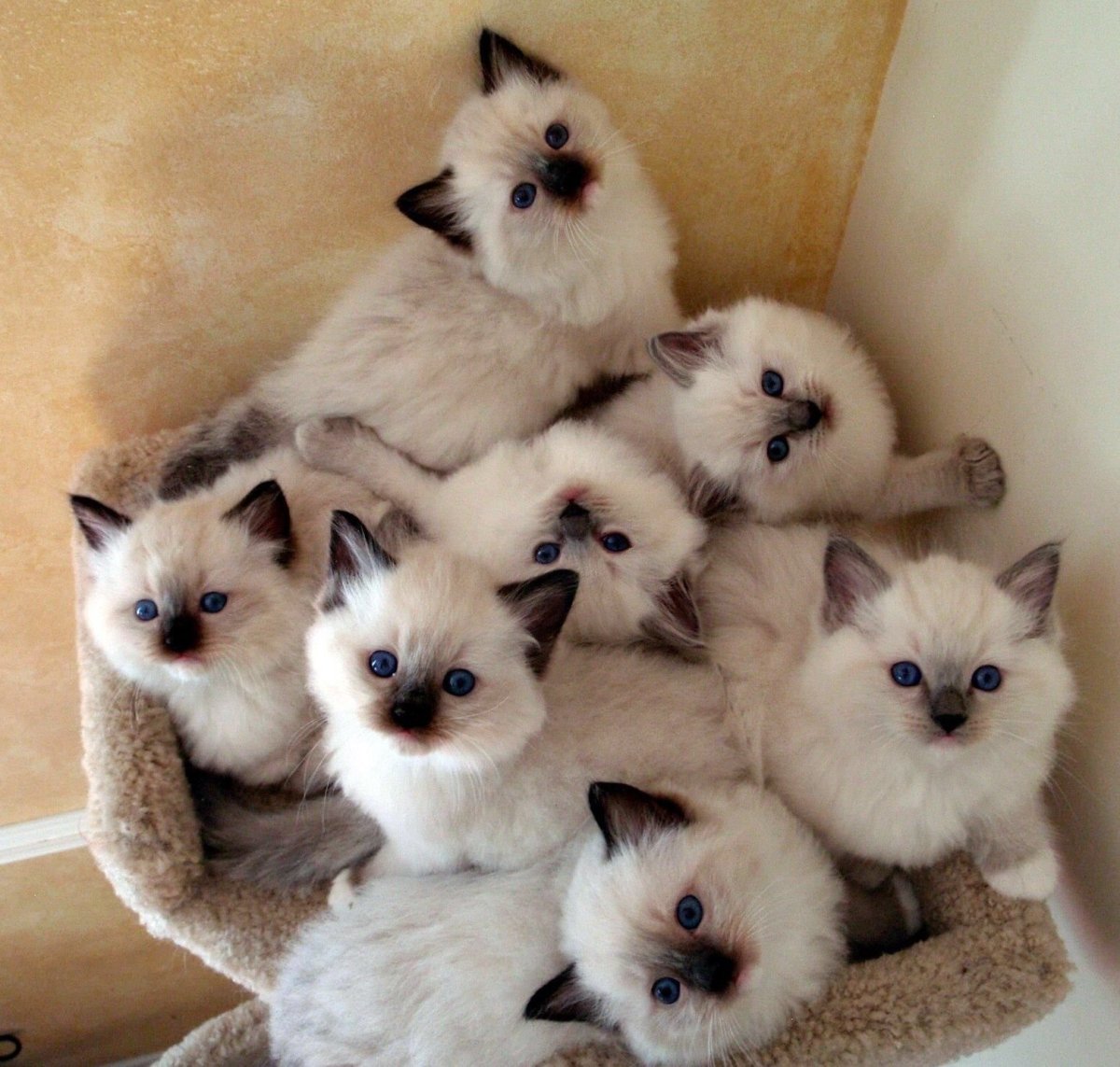 Миниатюрные игрушки из шерсти