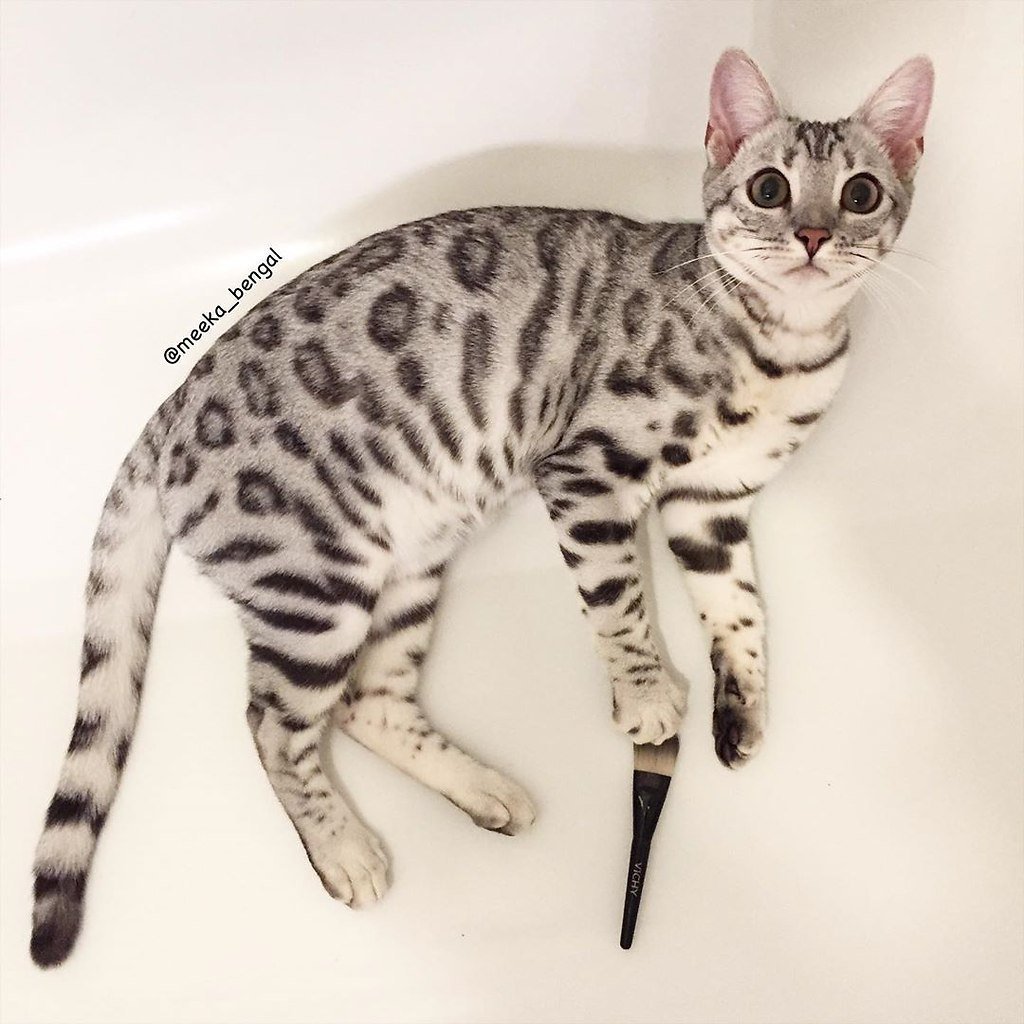 Бенгальский котенок серый