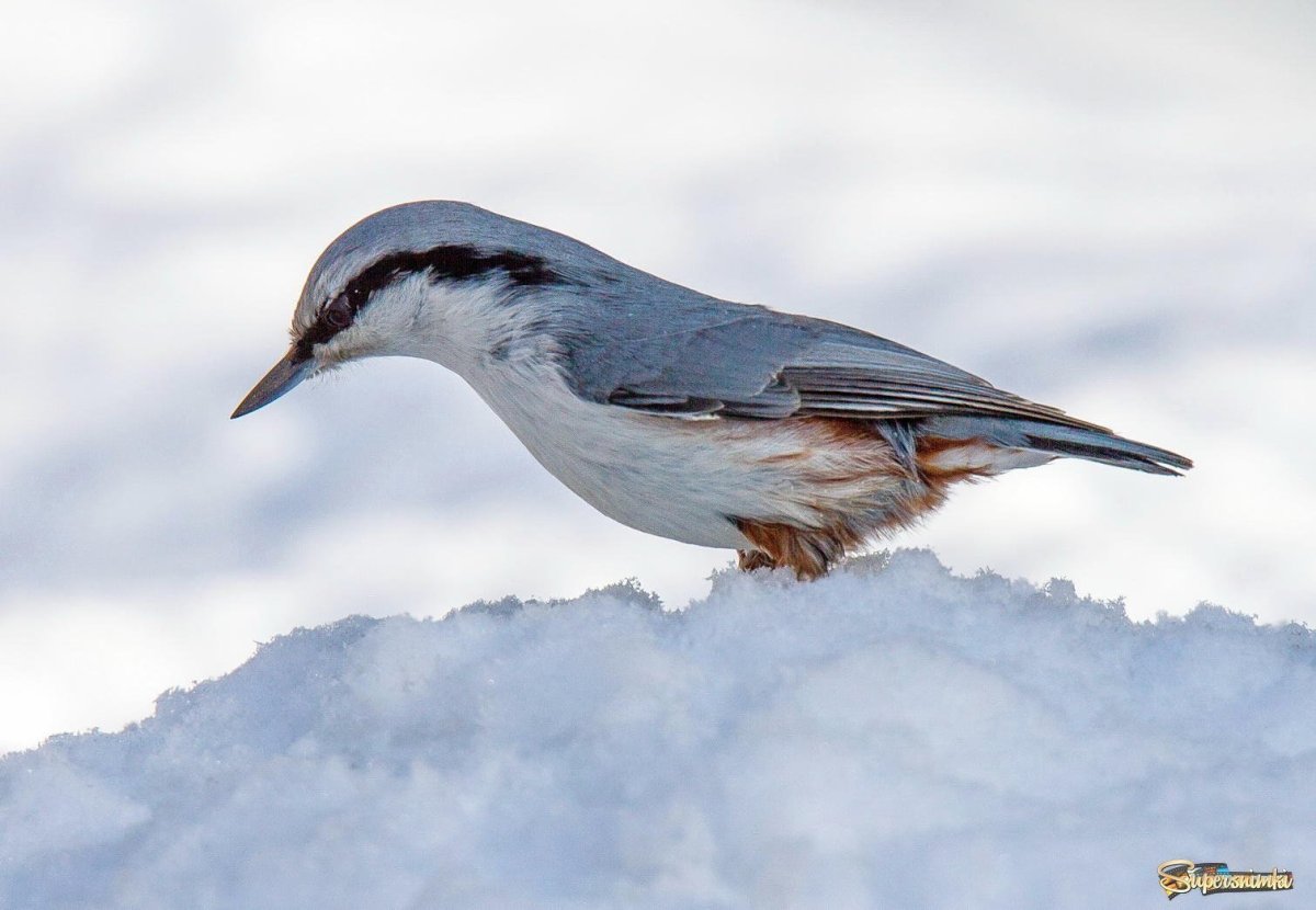 Канадский поползень