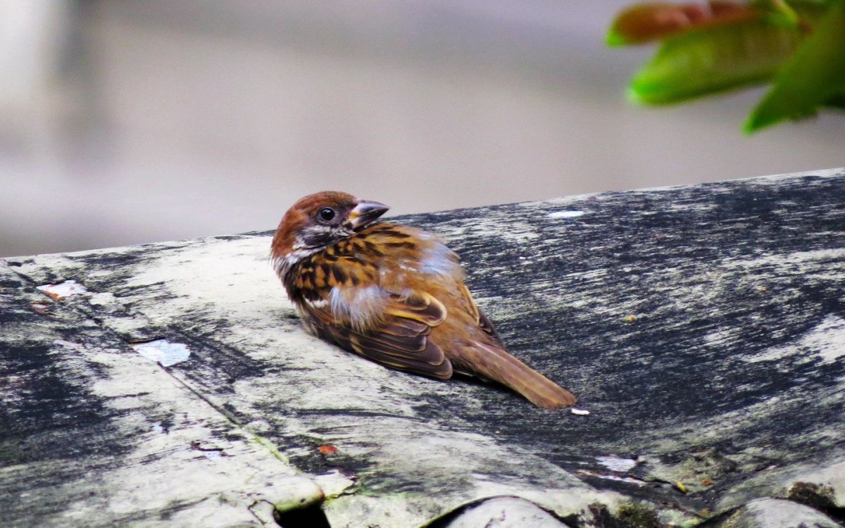 Воробей лежит