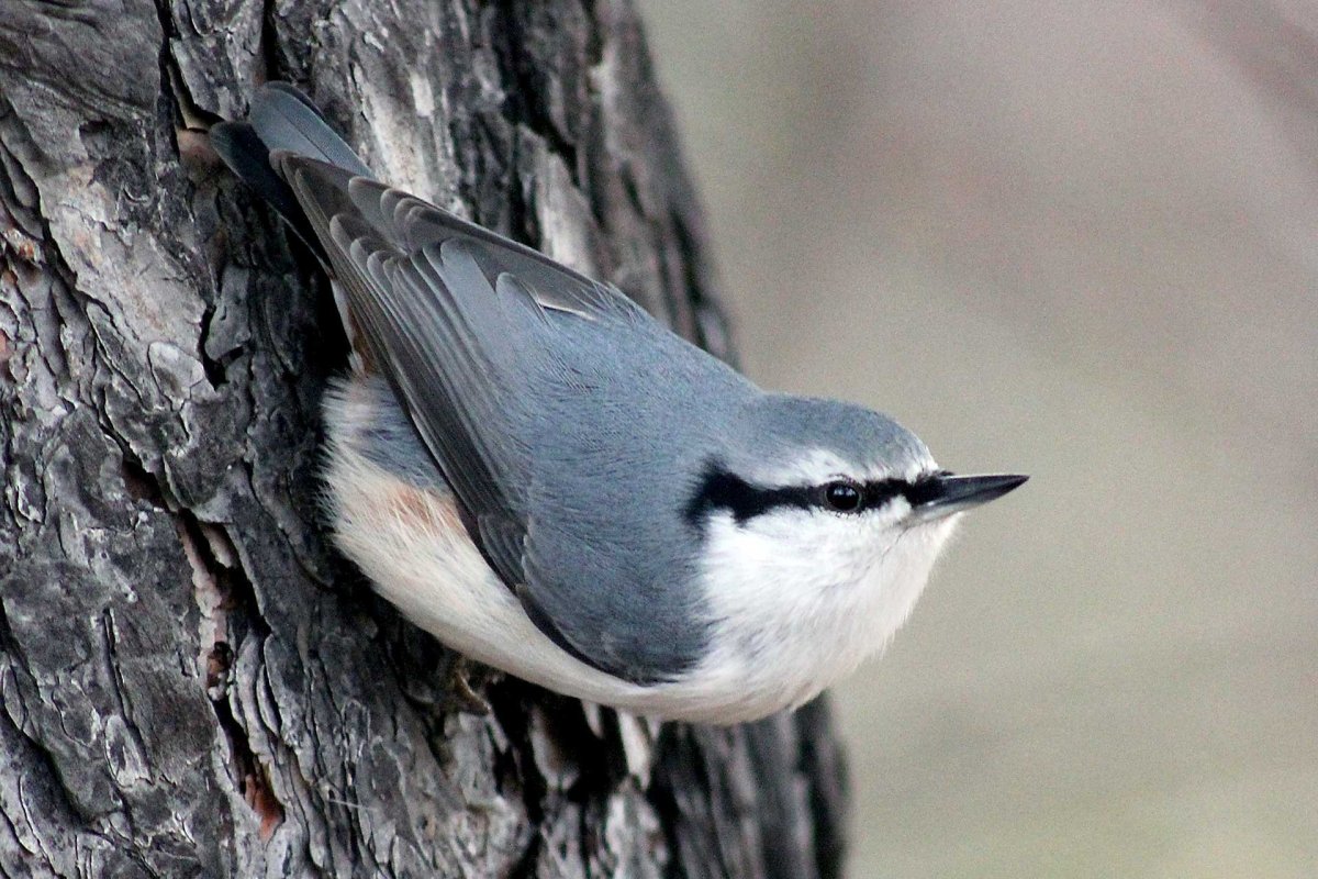 Обыкновенный поползень птицы