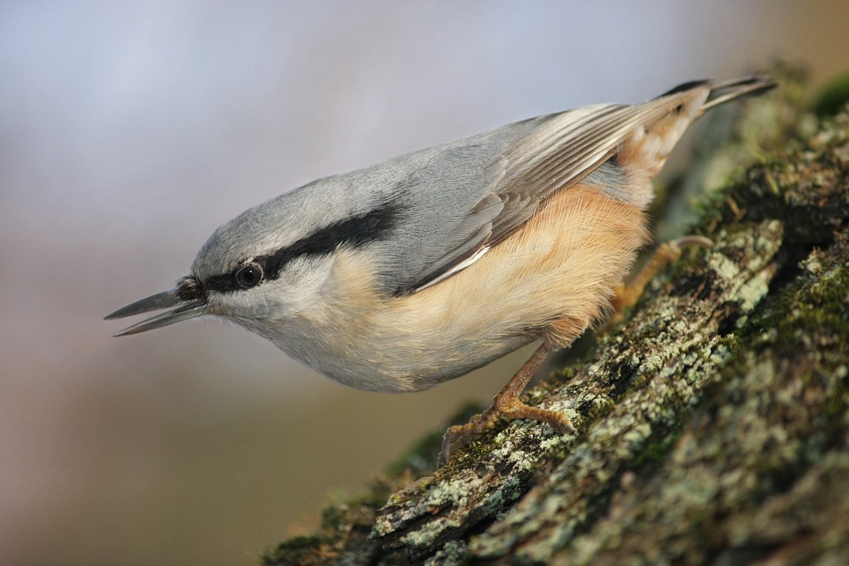 Поползень обыкновенный гнездо