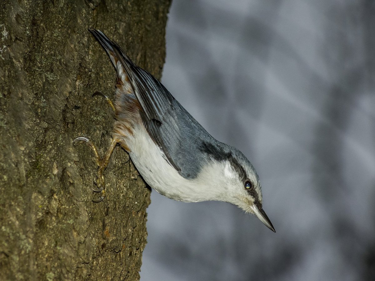 Каролинский поползень