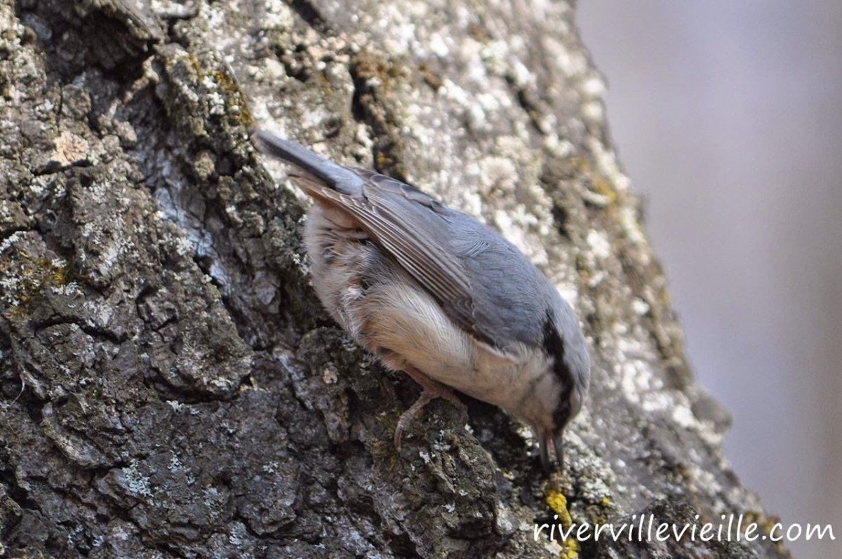 Покажи птицу оползень
