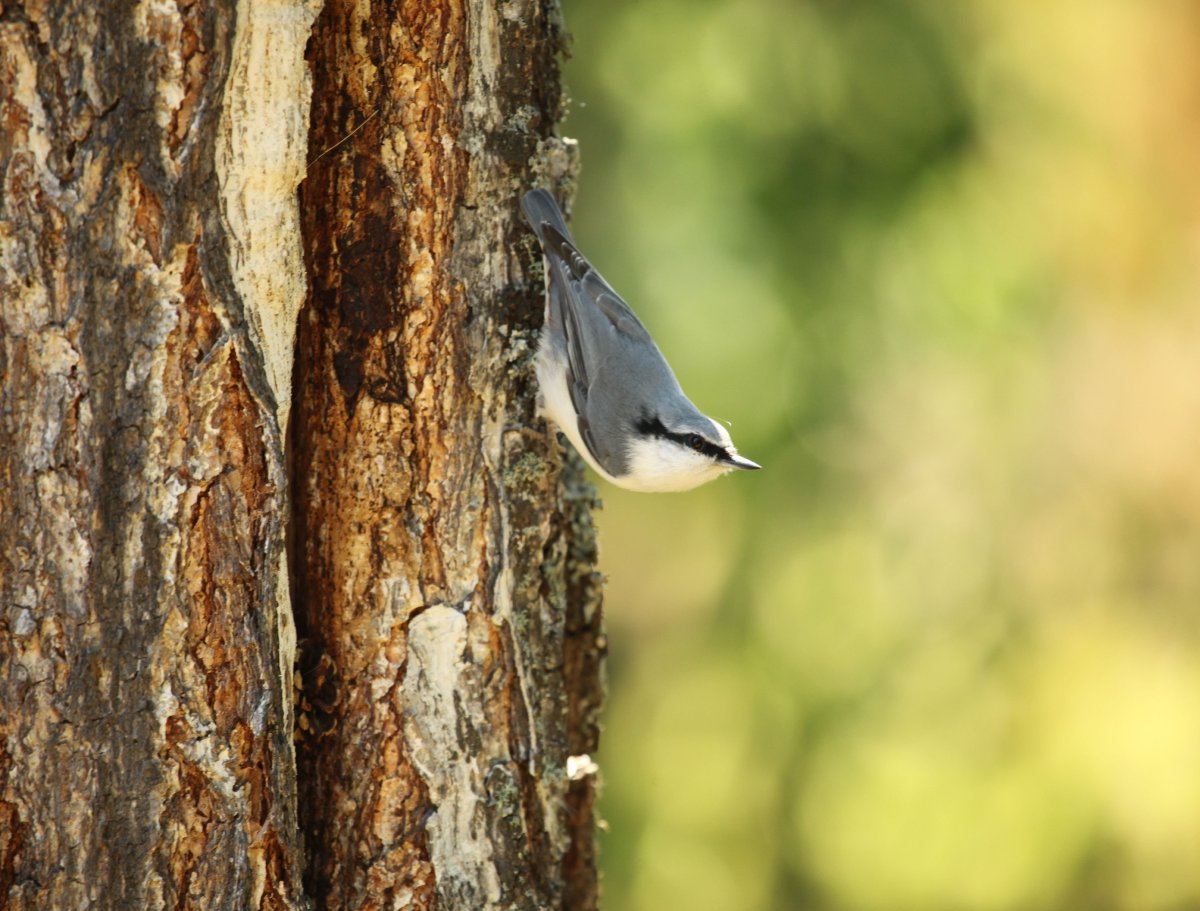 Обыкновенный поползень