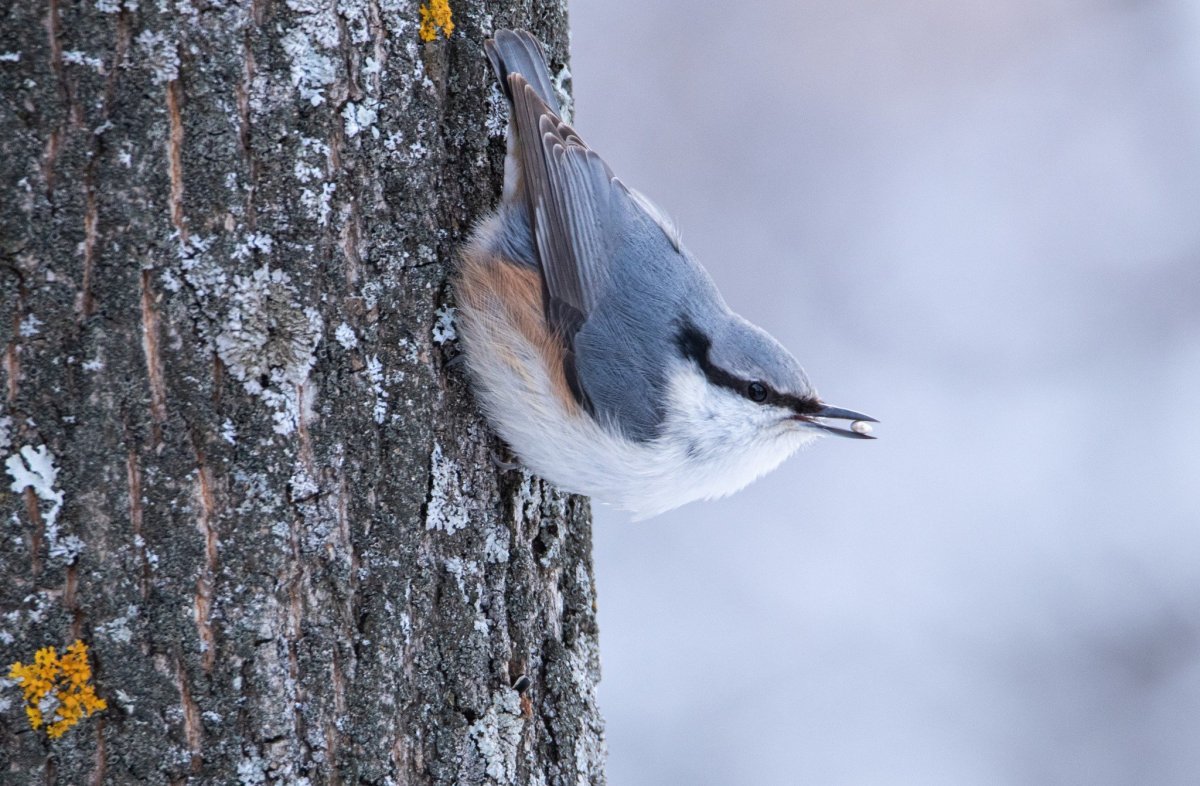 Сибирский поползень
