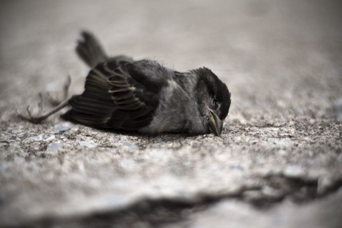 Упавшая птица