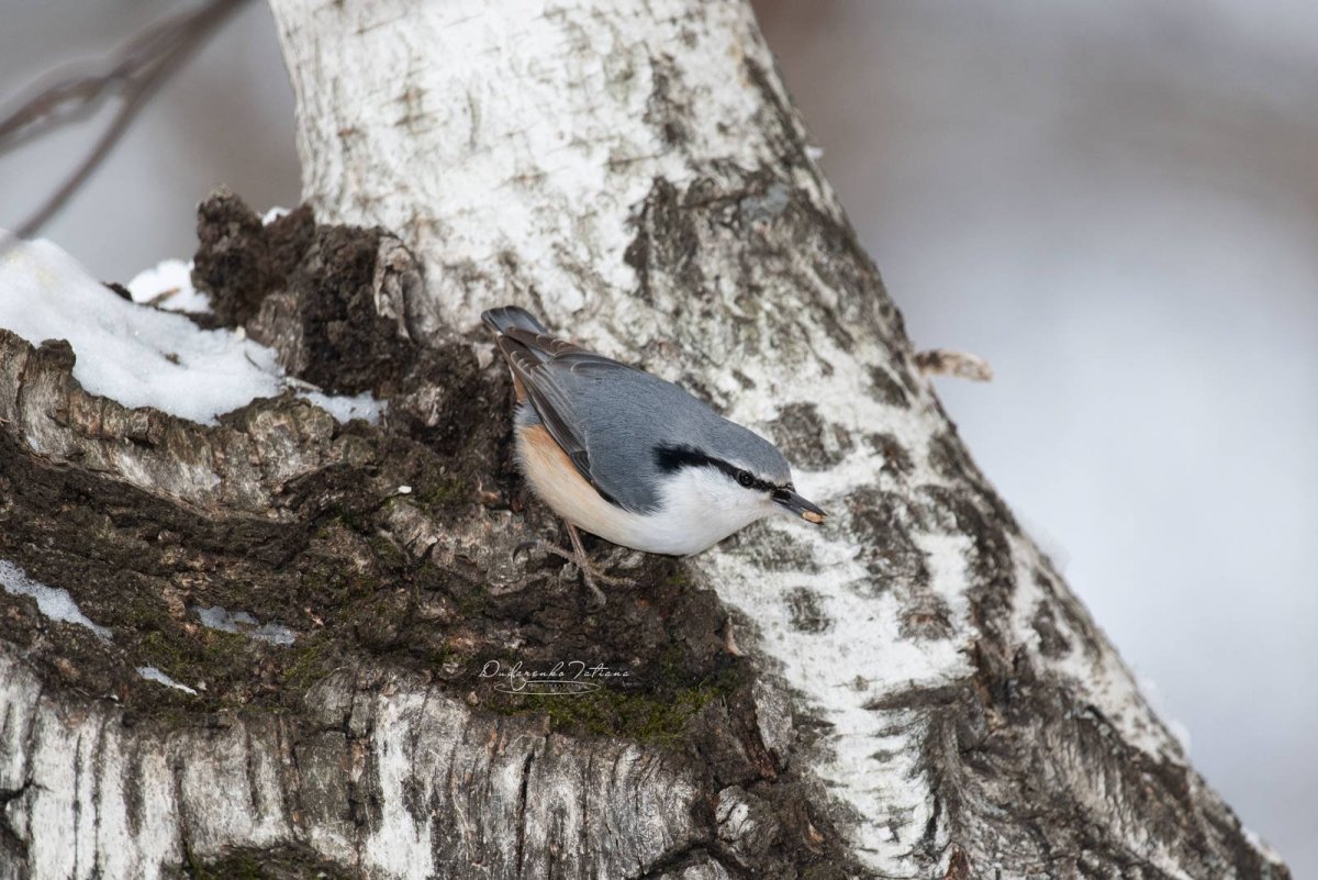 Сибирский поползень