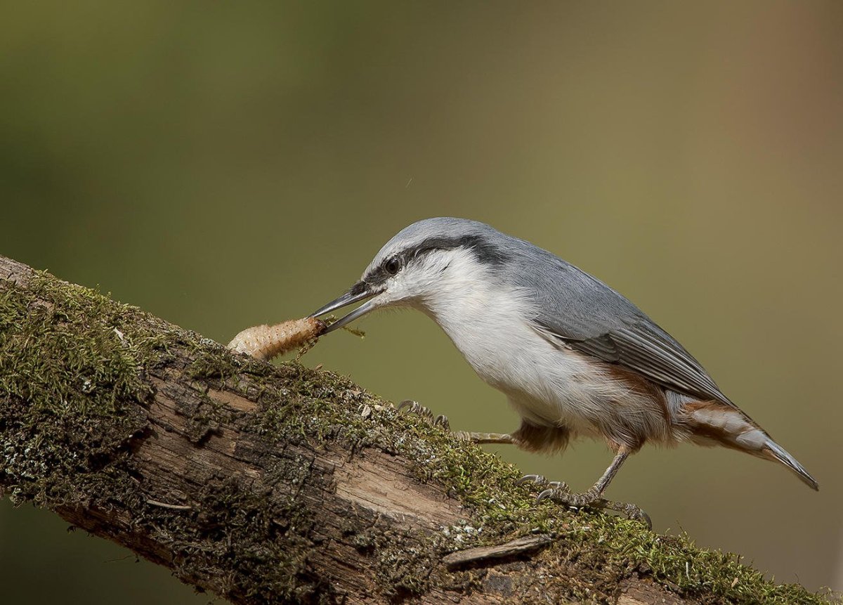 Поползень самка