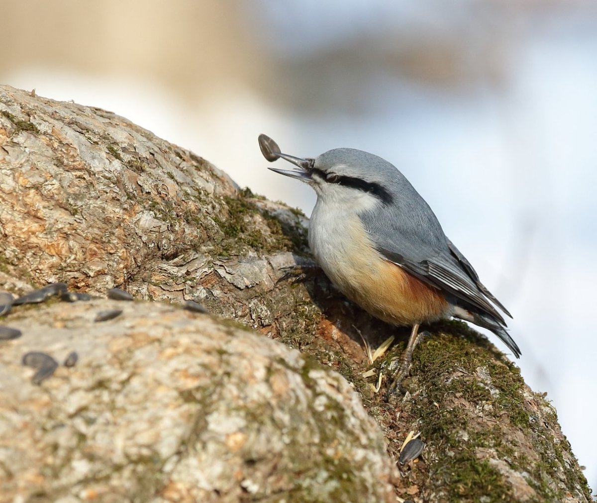 Обыкновенный поползень Sitta europaea