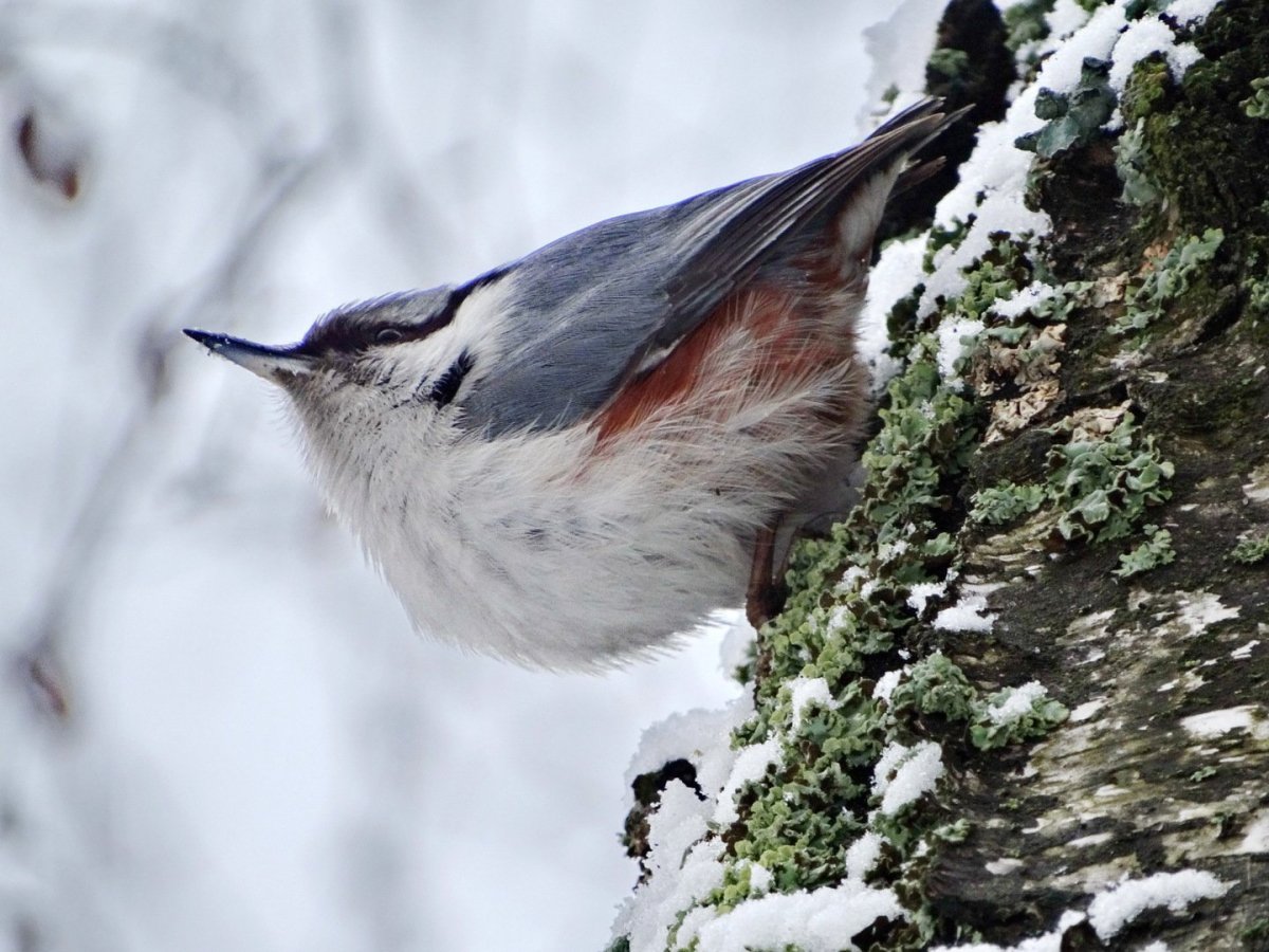 Тупики на заставку