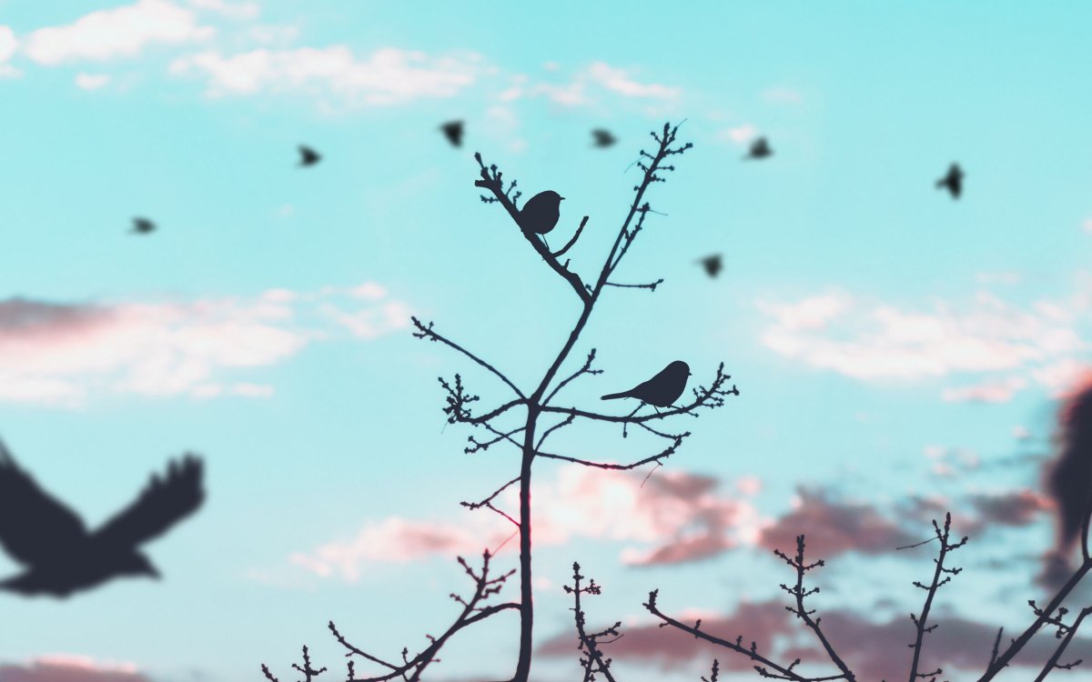 Поползень Зяблик Дрозд