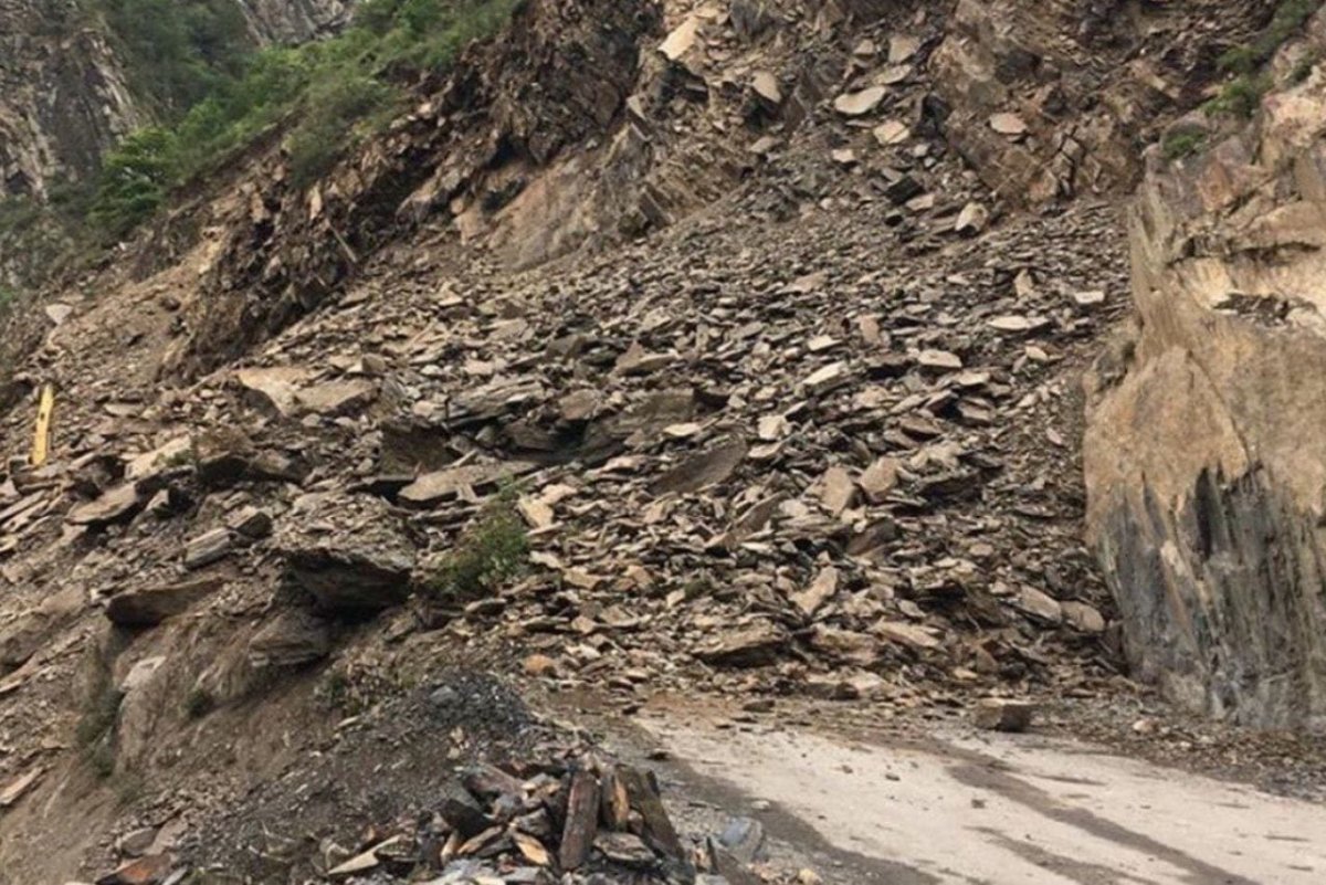 Обои высокого разрешения птицы на дереве