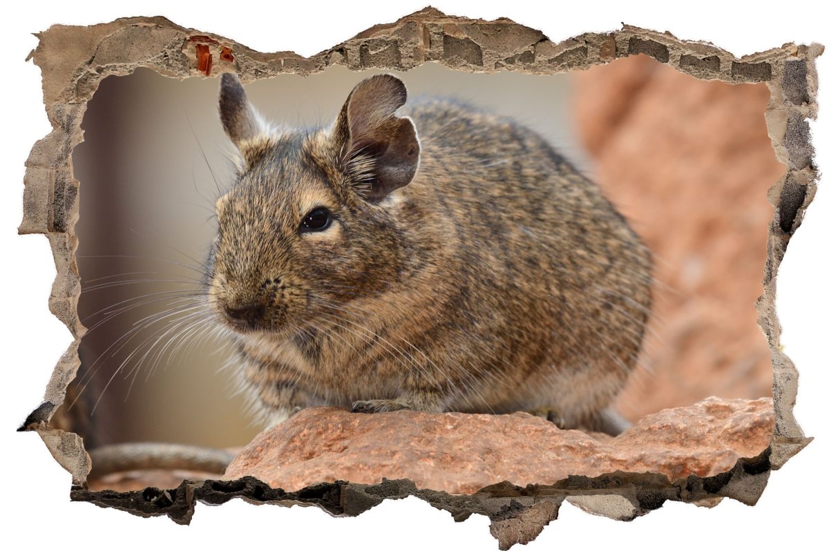 Дегу и шиншилла