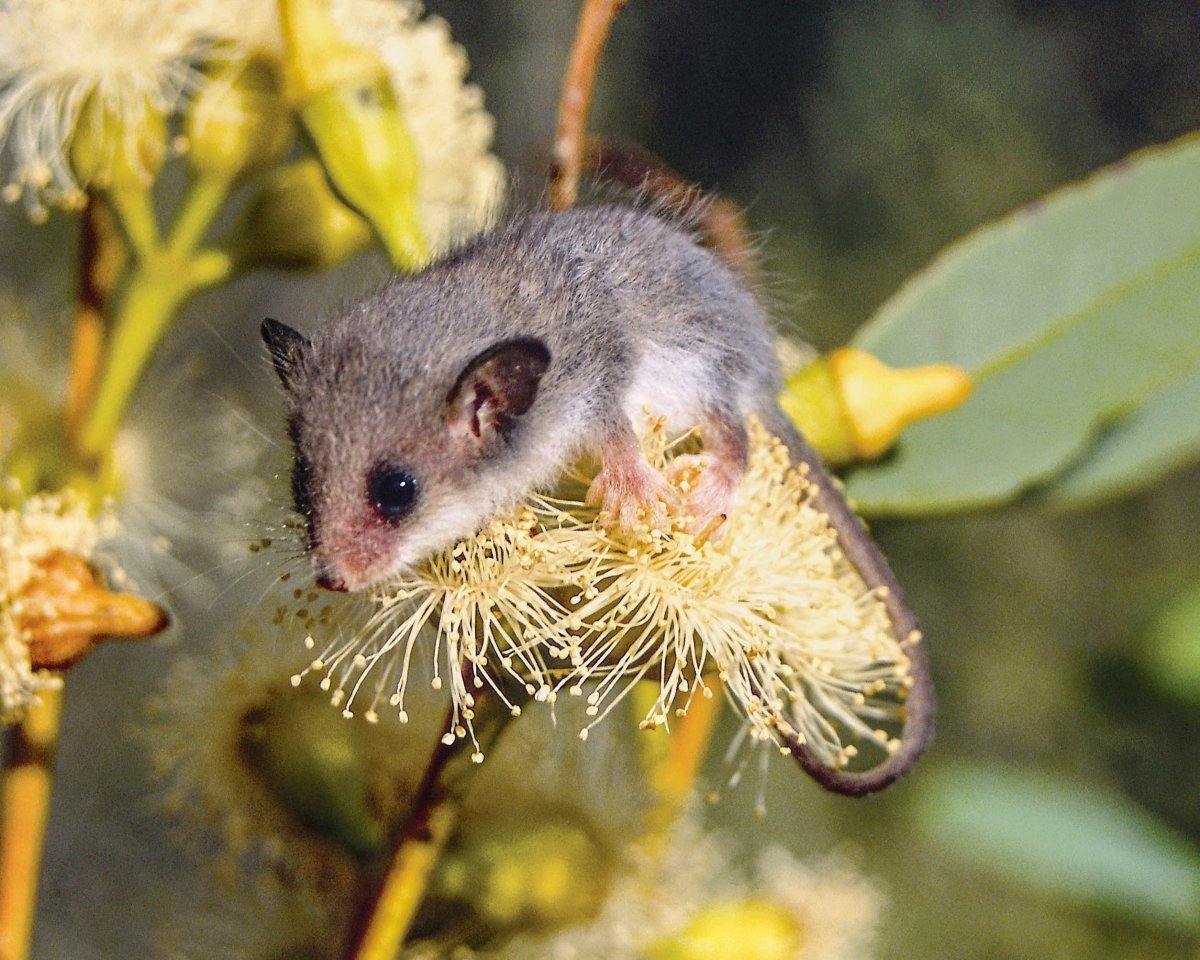 Австралийская сумчатая мышь