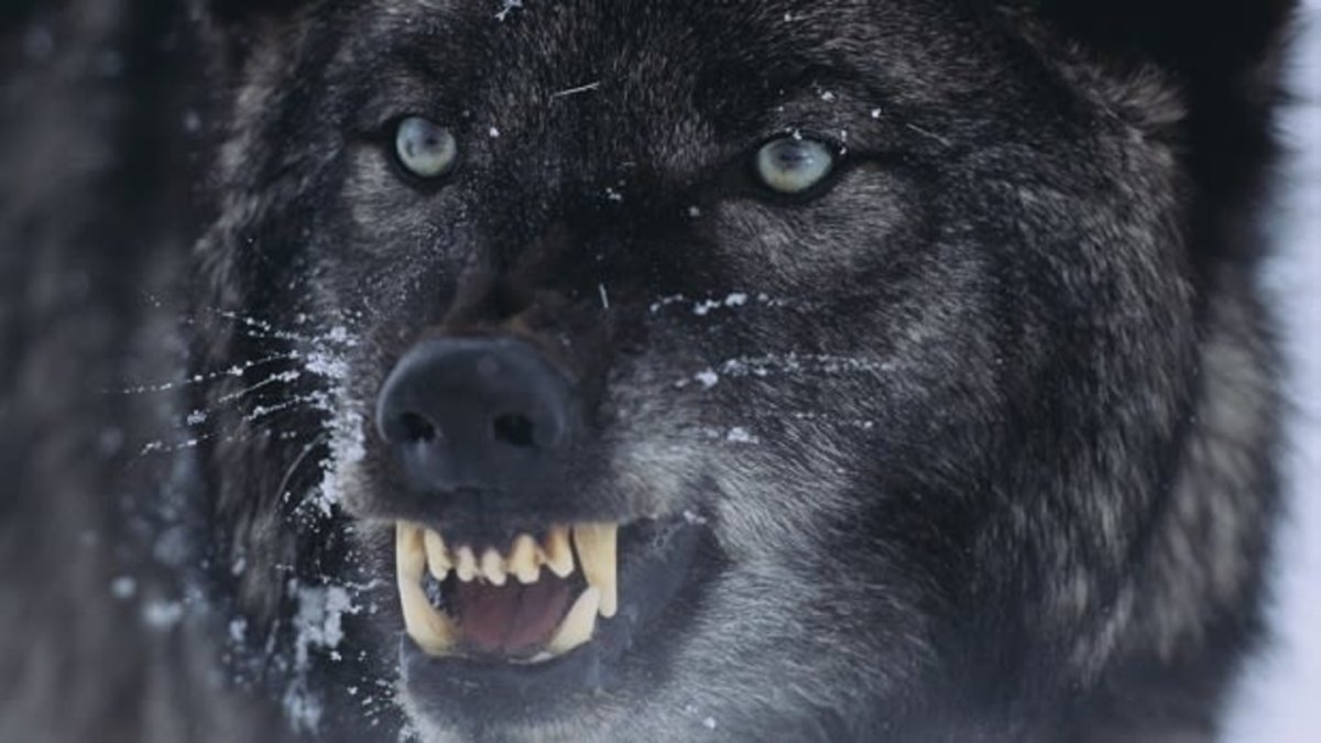 Bitten волки