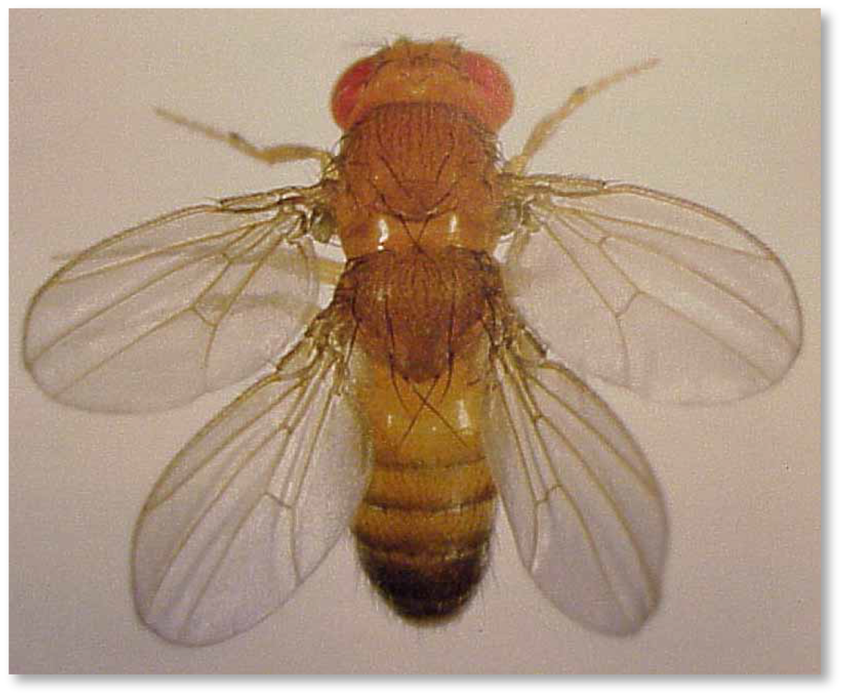 Генные мутации дрозофилы. Drosophila melanogaster мутации. Мутации крыльев дрозофилы. Мутантная Муха дрозофила. Мутации дикого типа