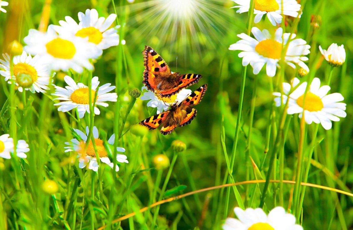 Фото луг с цветами и бабочками