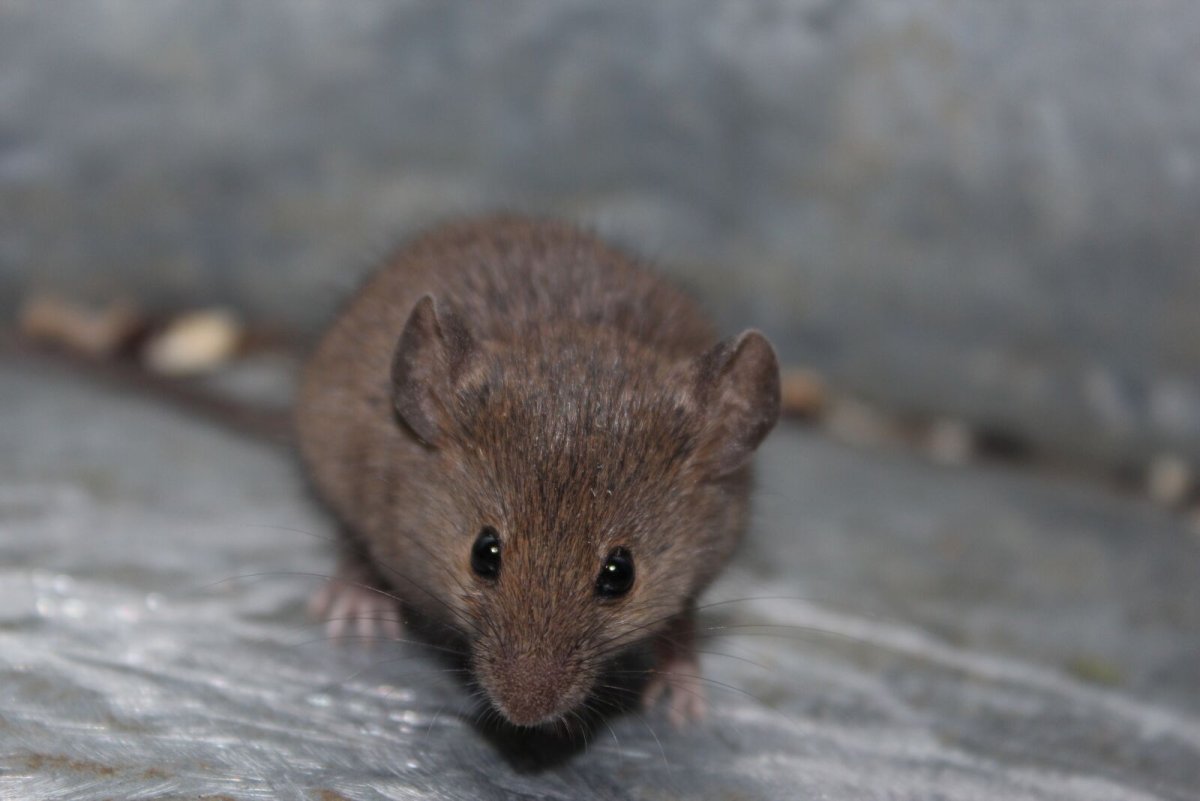 Серая мышь 14. Серая мышь. Мышь в природе. Буковая мышь. Серо коричневая мышь.