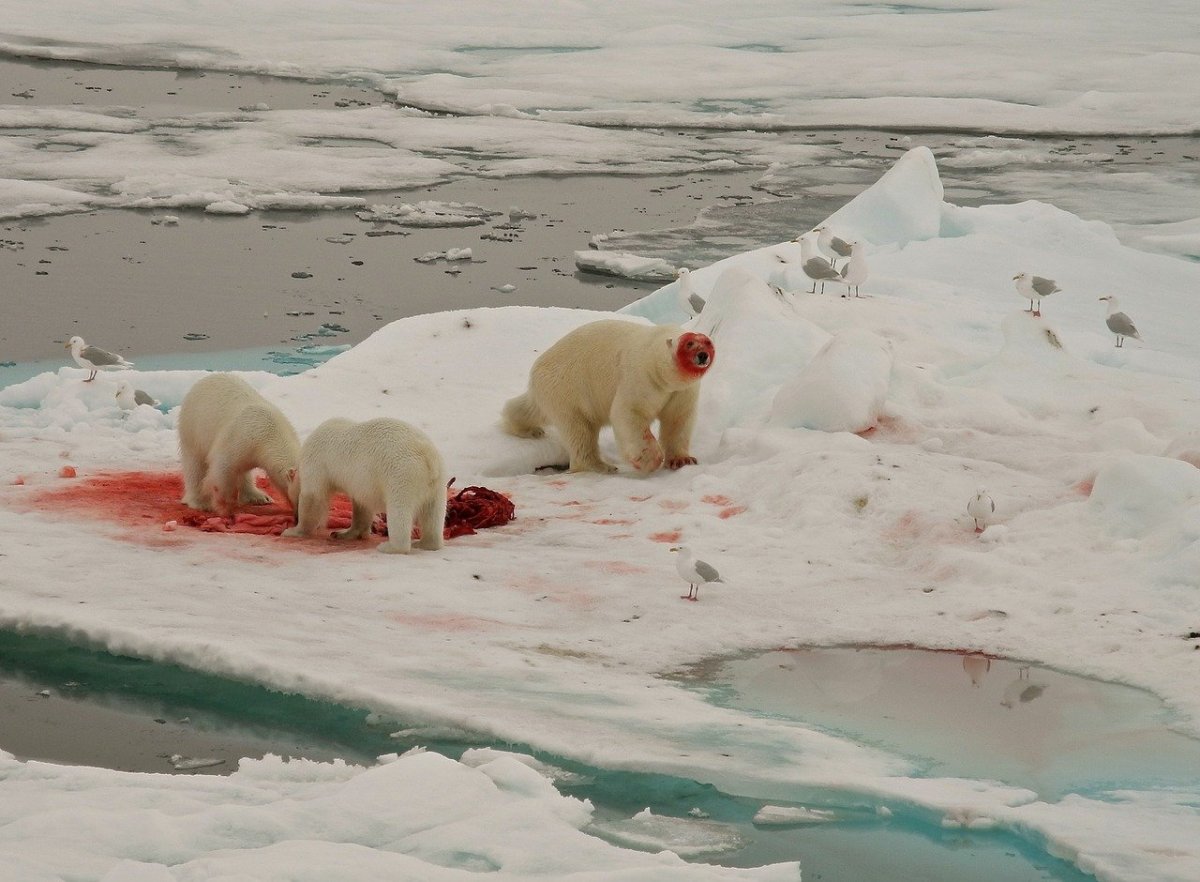 Арктические пустыни животные белый медведь. Зона арктических пустынь белый медведь. Белый медведь арктического заповедника. Белый медведь в арктической пустыне.