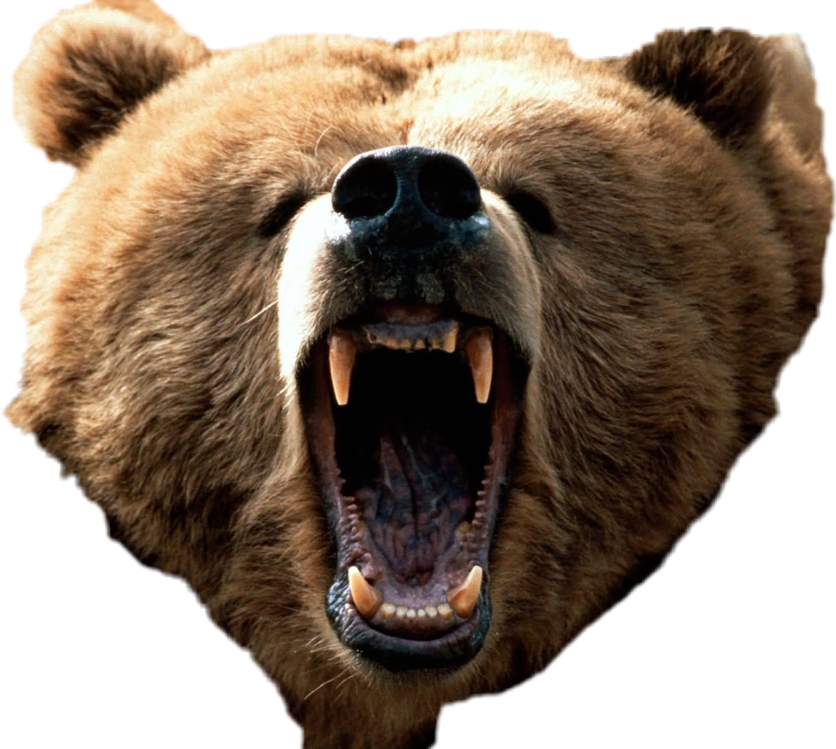 Какая голова у медведя. Морда медведя. Злой медведь. Голова медведя. Медведь сбоку.