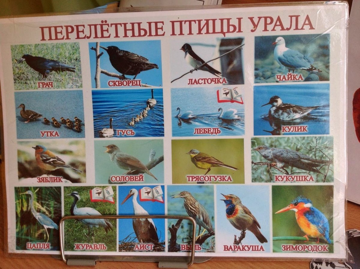 перелетные птицы южного урала фото с названиями