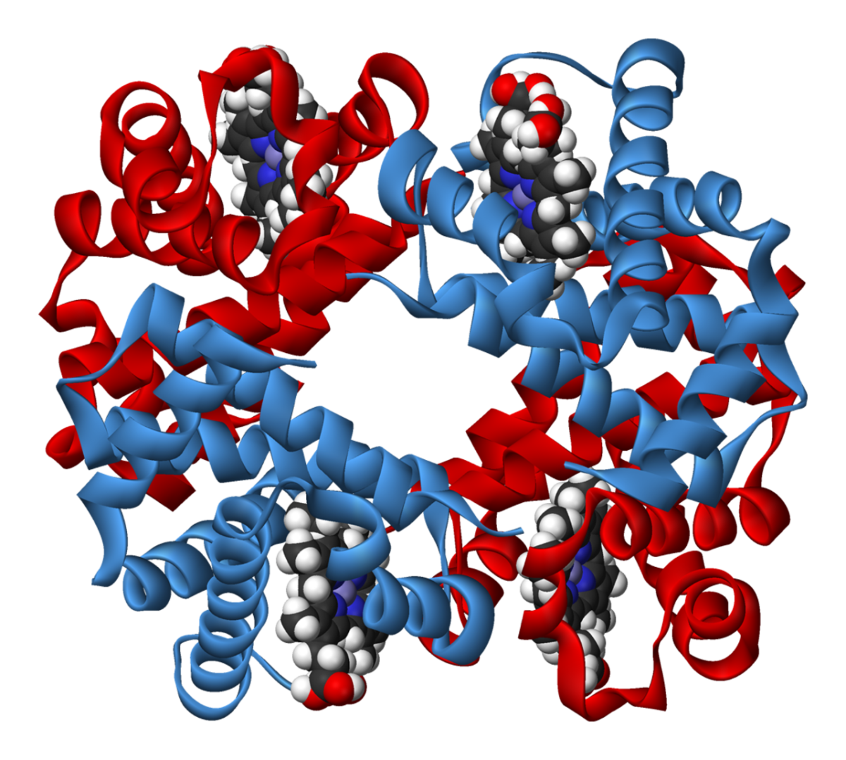 Гемоглобин структура белка. Молекула гемоглобина 3д. Молекула белка гемоглобина. Амилаза структура белка.