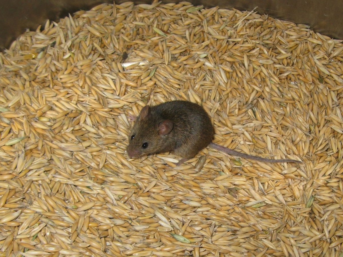 Мышь на крупу